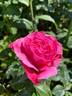 Grande-Duchesse Maria Teresa rose photo