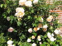 Coniston rose photo