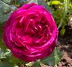 Eufemia rose photo