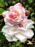Inspektor Blohm rose photo