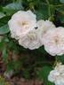 Beauté Orléanaise rose photo