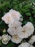 Beauté Orléanaise rose photo