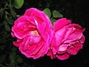 Ricordo di Geo Chavez rose photo