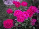 Ricordo di Geo Chavez rose photo