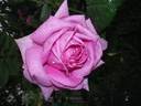 Stella di Bologna rose photo
