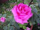 Stella di Bologna rose photo