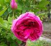 Edda rose photo