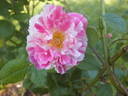 Fran's Pirouette rose photo