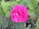 Eugénie Guinoisseau rose photo