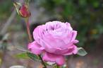 Blue River ® rose photo