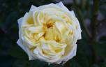 Countrywoman rose photo