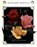 Dame Edith Helen rose photo