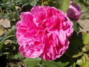 Heinrich Schultheis rose photo