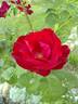 Emily Carr rose photo