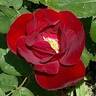 Emily Carr rose photo