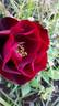 Emily Carr rose photo