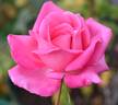 August Noack, Cl. rose photo