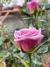Dream Lover rose photo