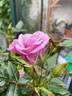 Dream Lover rose photo