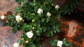 14 Compassion OP 01 rose photo