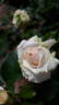 14 Compassion OP 01 rose photo