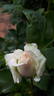 14 Compassion OP 01 rose photo