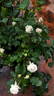 14 Compassion OP 01 rose photo