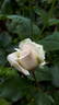 14 Compassion OP 01 rose photo