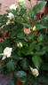 14 Compassion OP 01 rose photo