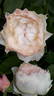 14 The Wedgewood Rose OP 02 rose photo