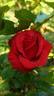 Rebell rose photo