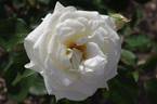 Evening Star ® rose photo