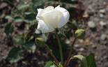 Evening Star ® rose photo