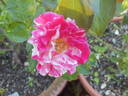 Fran's Pirouette rose photo