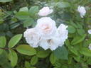 Sequoia Greenfield rose photo