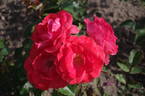 Solitude rose photo