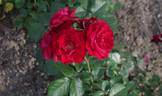 Lea rose photo