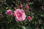 Pavarotti rose photo