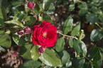 Pussta rose photo