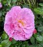Grande-Duchesse Maria Teresa rose photo