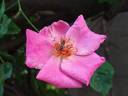 Roville ® rose photo