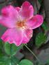 Roville ® rose photo