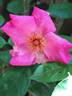 Roville ® rose photo