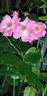 Roville ® rose photo