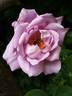 Sissi Clg rose photo