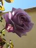 Blue Lady rose photo
