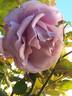 Blue Lady rose photo