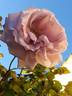 Blue Lady rose photo