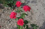 Komet rose photo