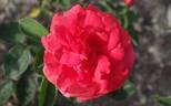 Atoll rose photo
